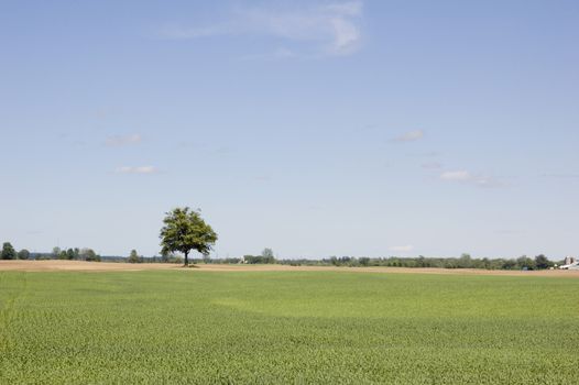 Agriculture farm under high blue sky