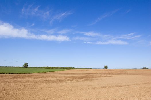 Farm field and green grass under blue sky