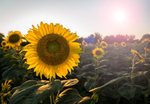 Field full of sunflowers in the late evening as the sun sets low in the sky backlighting the brilliant flowers with lens flare from the sun in the frame