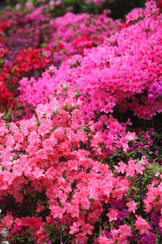 Closeup of a spectacular pink azalea bush in flower densely covered in blooms