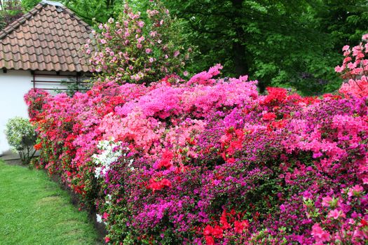 Magnificent display in pinks and reds of azaleas in a garden forming a dense hedge of flowers leading towards a house