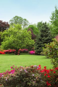 Colourful spring garden with red and pink flowering azaleas bordering a neatly trimmed lawn