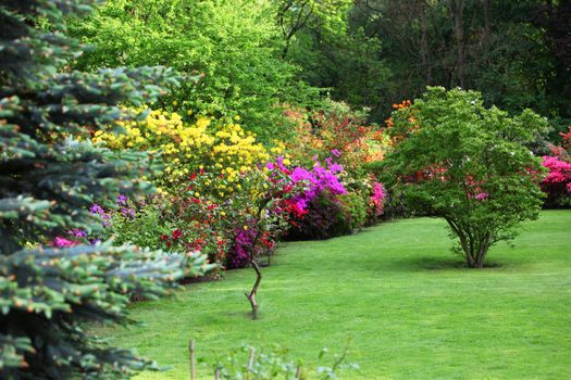 Colourful flowering shrubs in a spring garden in shades of yellow, pink and red bordering a neatly manicured lush green lawn with a backdrop of dense trees