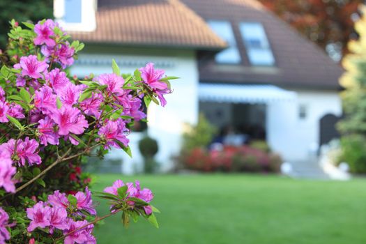 Closeup detail of a branch of colourful magenta azaleas in a private garden with a green lawn leading to a house with shallow dof