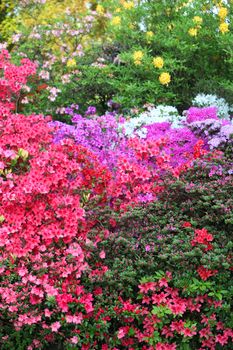 Vibrant display of purple, white and red flowering azaleas in a spring garden