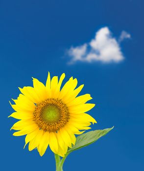 Close up of single sunflower and leaf isolated against deep blue sky with single white fluffy cloud
