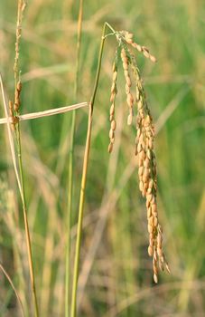 Rice cultivation on dry field at Luozi, DR Congo