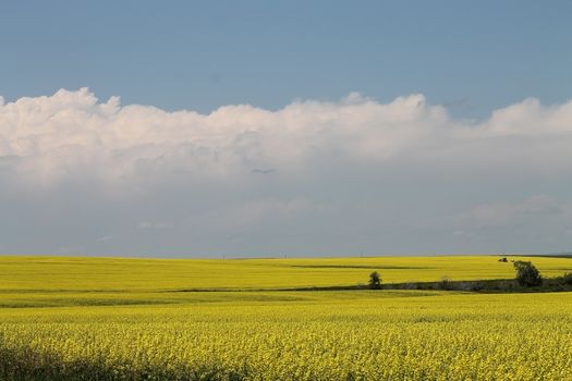 field of canola