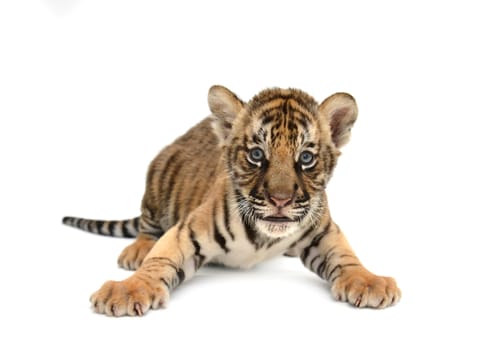baby bengal tiger isolated on white background