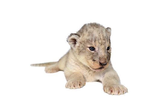 baby lion isolated on a white background
