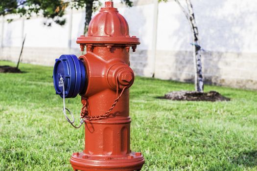 A red fire hydrant with a bright blue cap sitting in a neighborhood.