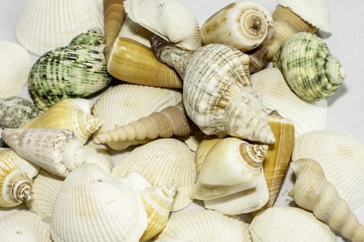 A collection of different seashells from the beach.