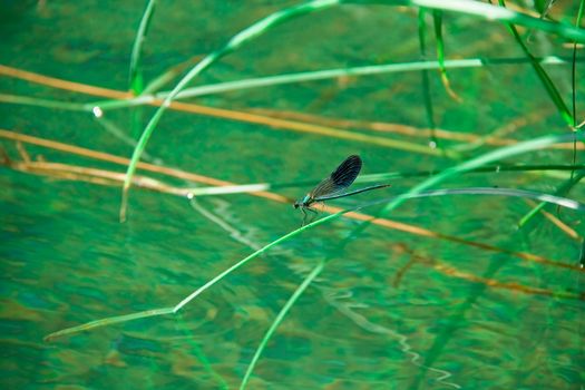 blue vivid dragonfly on green leaf