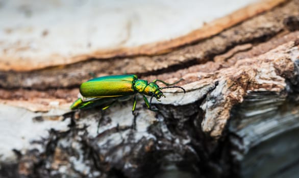cantharis lytta vesicatoria, green beetle on a birch stump