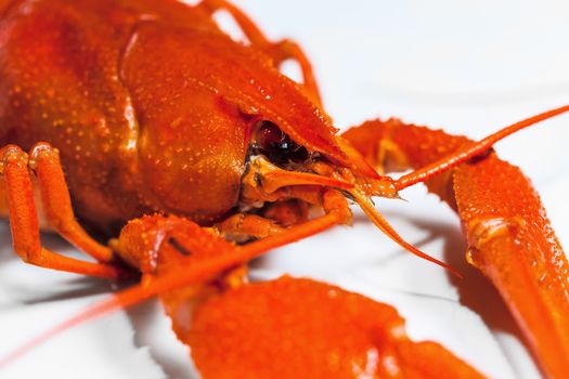 The Boiled crawfish on a white background