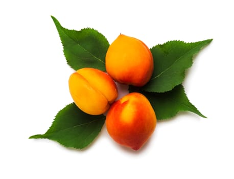 Sweet ripe bright apricots with leaves on a white background