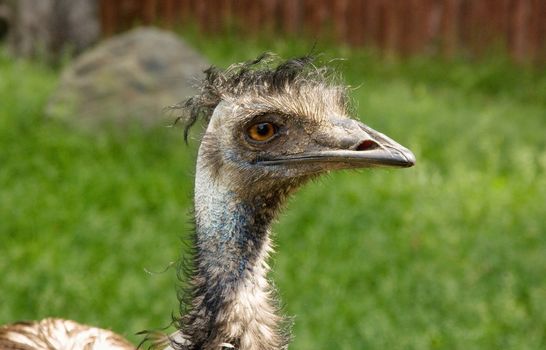 African ostrich head in close-up at the zoo