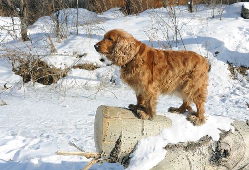 in winter dog guard to stand on log 