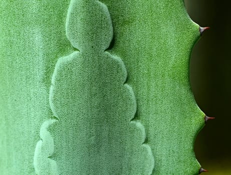 Green leaf of aloe sharp spikes on the edge