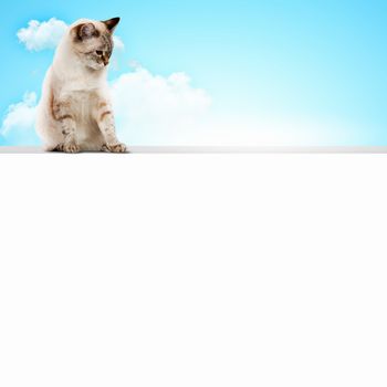 Image of siamese cat sitting on blank banner. Place for text
