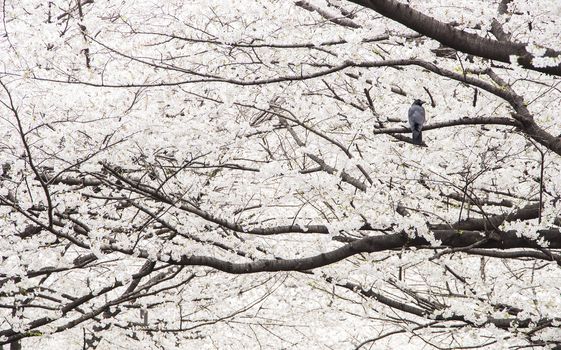 crow and cherry blossom flowers on a spring day