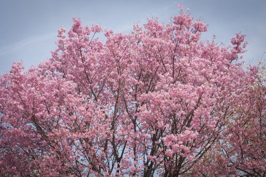 cherry blossom flowers on a spring day