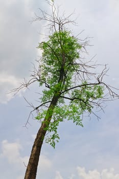 Tropical tree  on  background 