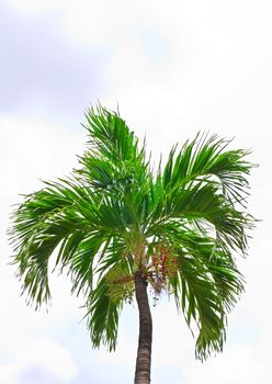 Tropical tree  on  background 
