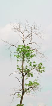 Tropical tree  on  background 