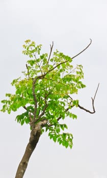 Tropical tree  on  background 