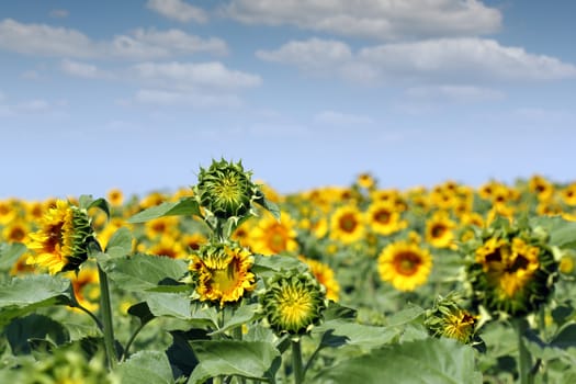 sunflower field and blue sky summer