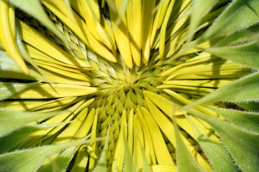 sunflower close up nature background