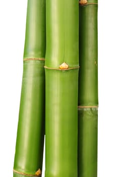 three bamboo stalks isolated against white background