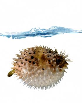 angry blowfish with a stream of water on a white background