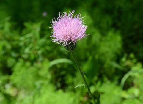 one purple thistle flower in a field in summertime