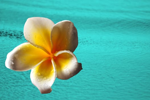 A tropical background with a frangipani flower and blue waters in paradise