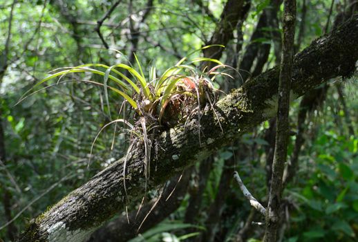 air plant growin on a cypress tree in  a forest in florida