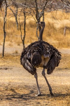 An ostrich on the lookout standing in a small shaded area of the dry savannah lands