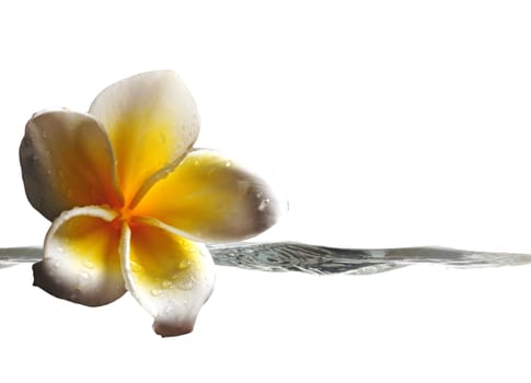 A tropical background with a frangipani flower and a stream of water in paradise