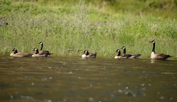 group of canada geese in their natural habitat on a river in oregon