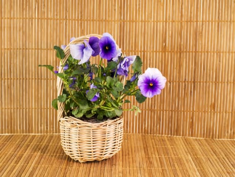 pink viola on brown bamboo background