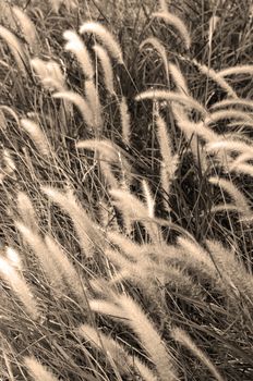 a flowing sepia meadow with grass and willows blowing in wind
