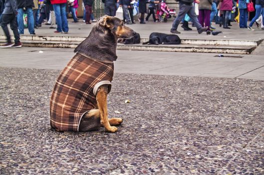 Santiago, June 2013. Stay dog with a coat on winter. The city council dresses satry dogs.  There are 4 million stray dogs in Chile.