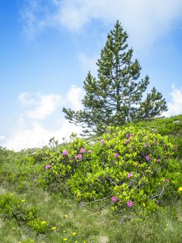 An image of a nice landscape at Beatenberg Switzerland