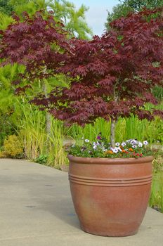 Clay planter with japanese maple leaf tree in botanical garden