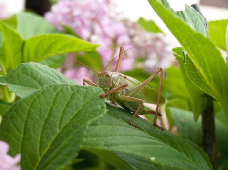 large grasshopper perched on a leaf