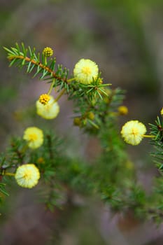 Close up on a small Wattle seedling growing in Blue Mountains (NSW) Australia.  Flowers of this variety are fluffy, 4-7mm across and edible.  Acacia Decurrens.   Other common names are, bark wattle, early black wattle, golden wattle, green wattle, Queen wattle, Sydney green wattle, tan wattle

