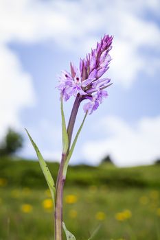 An image of a wild orchid at Beatenberg Switzerland