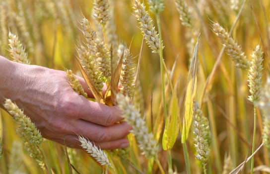 A woman's hand plucking ears of wheat