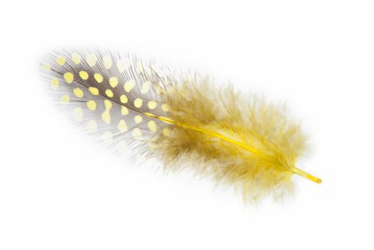 Guinea fowl feather painted in yellow on a white background